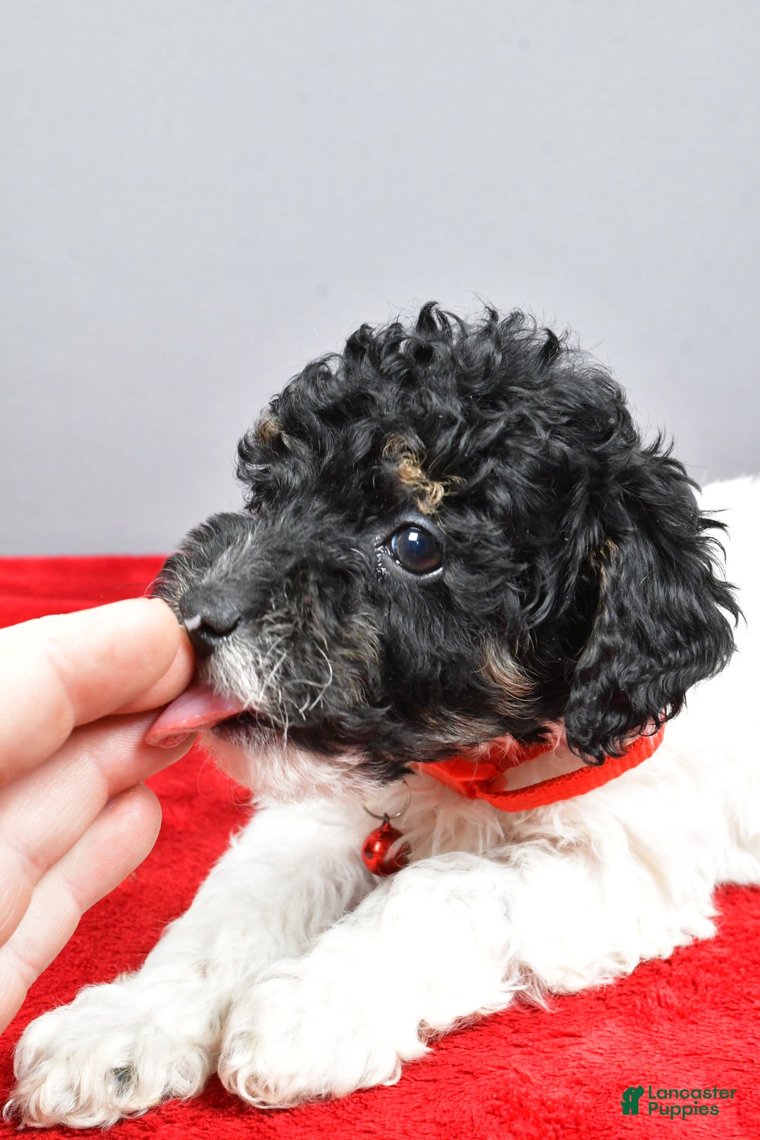 Miniature Poodle dogs for sale: April - Ad 2