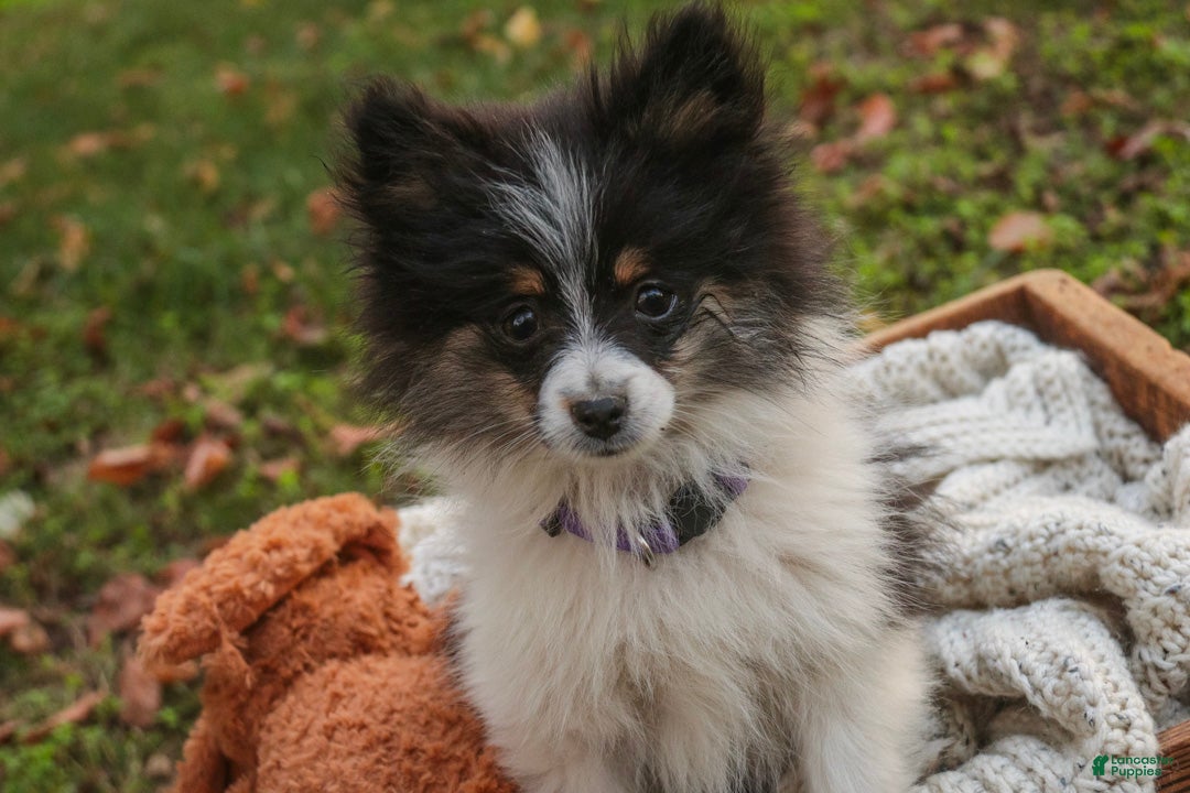 Pomeranian dogs for sale: Persephone Pomeranian  - Ad 2