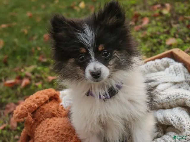 Pomeranian dogs for sale: Persephone Pomeranian - Ad 2