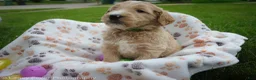 Goldendoodle dogs for sale: Mr Green - Ad 7