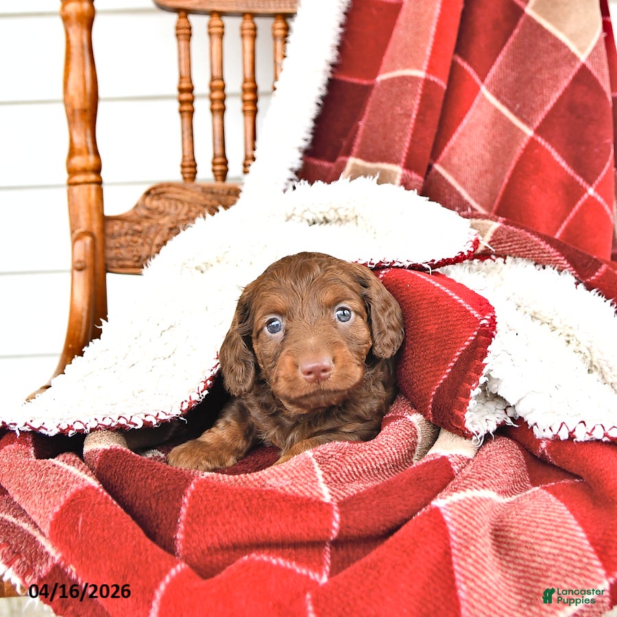 Miniature Dachshund dogs Carson - Ad 1