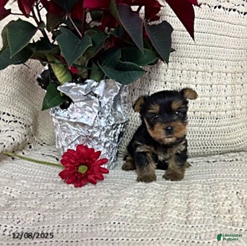 Yorkshire Terrier dogs Cody - Ad 19