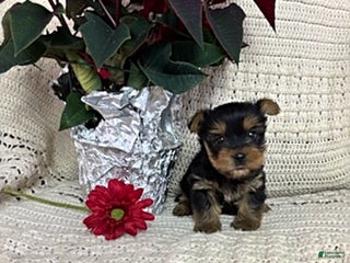 Yorkshire Terrier dogs Cody - Ad 9