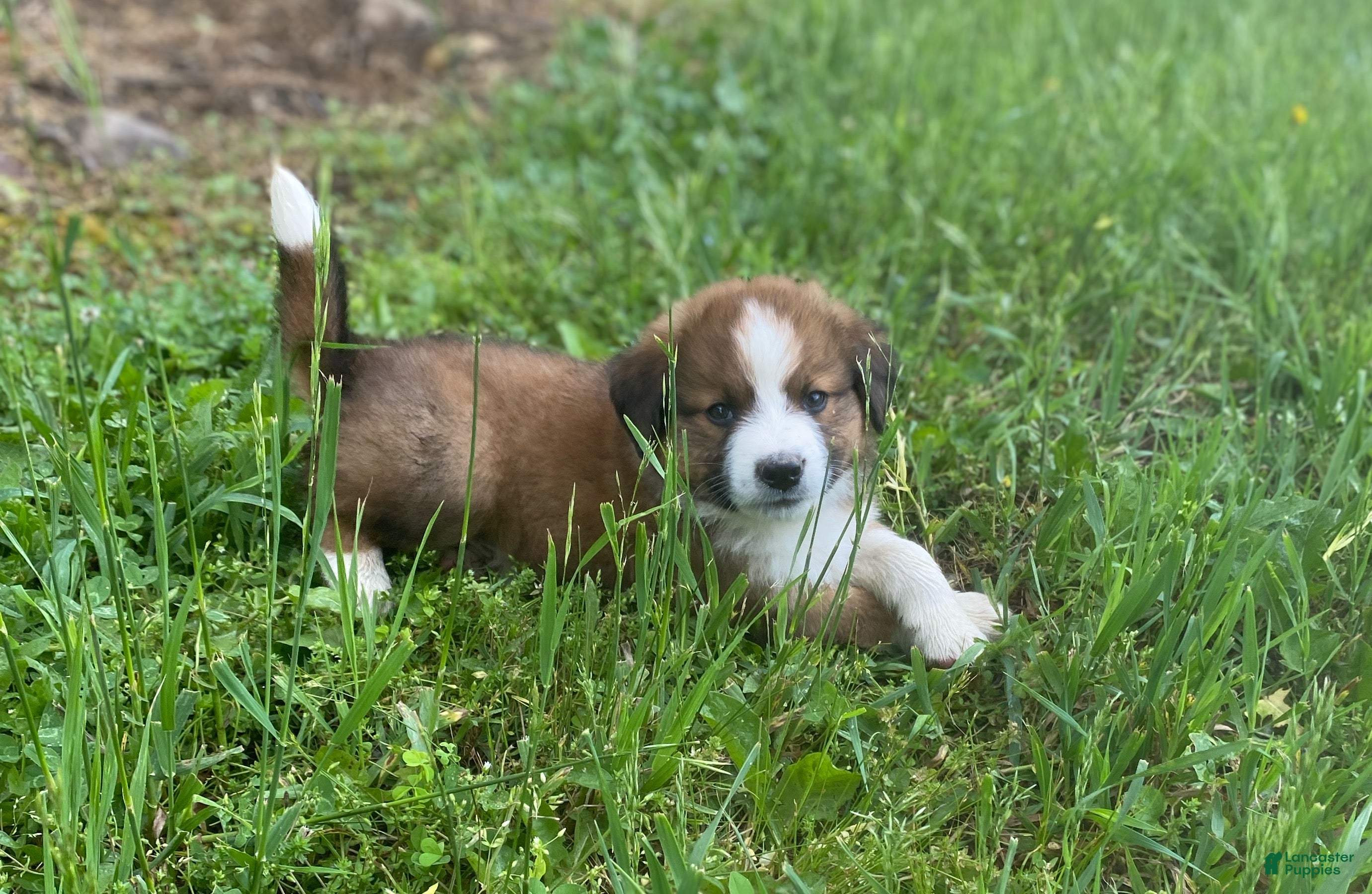 Mixed Breed dogs for sale: ♥️SWEET RIVER♥️ - Ad 6