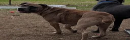 Cane Corso dogs for sale: Black aka George - Ad 4