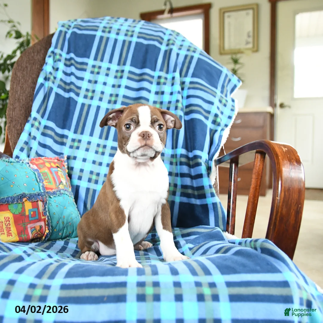 Boston Terrier dogs for sale: Wonda - Ad 1