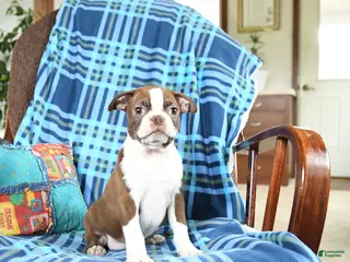 Boston Terrier dogs for sale: Wonda - Ad 3