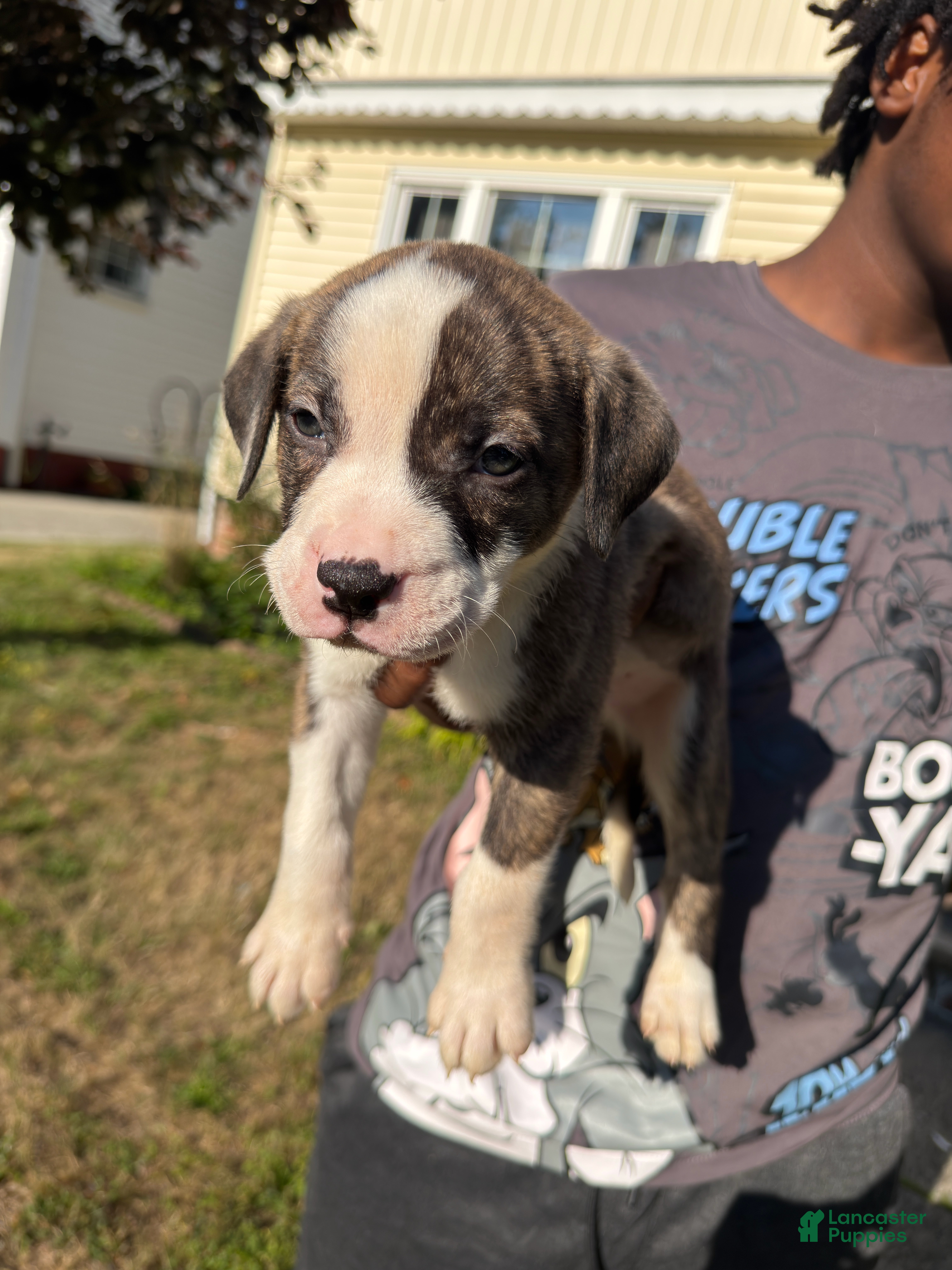 American Pit Bull Terrier dogs Thunder (boy)  - Ad 2