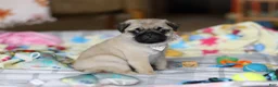 Pug dogs for sale: Pearl  - Ad 4