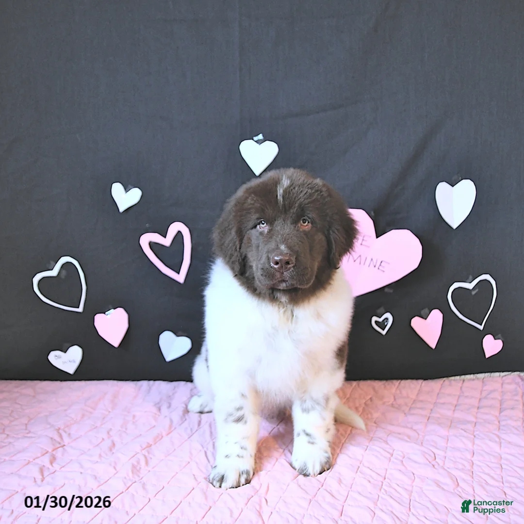 Newfoundland dogs for sale: Gunner  - Ad 5