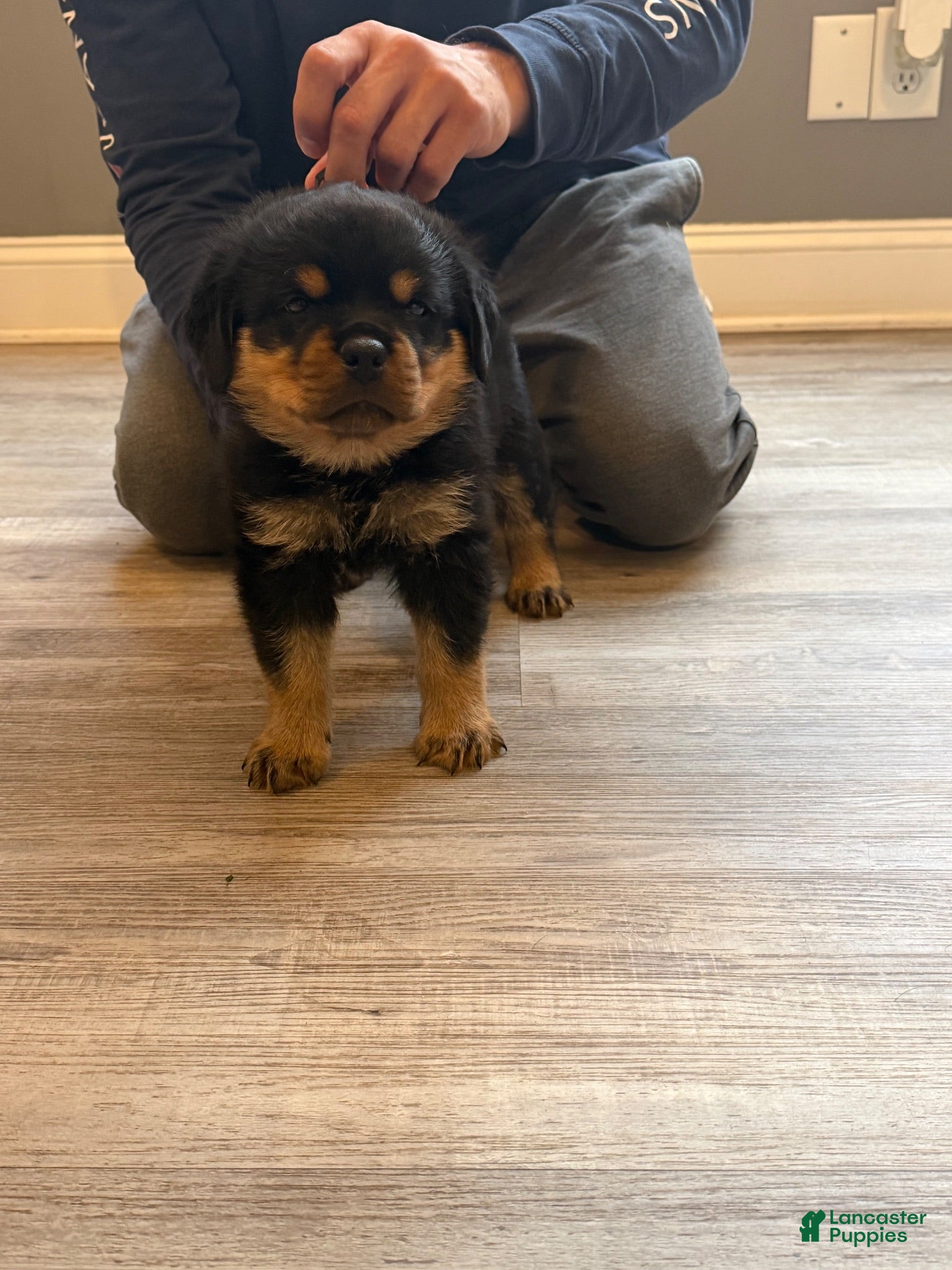 Rottweiler dogs Red collar boy  - Ad 2