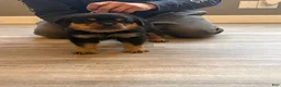 Rottweiler dogs for sale: Red collar boy  - Ad 2