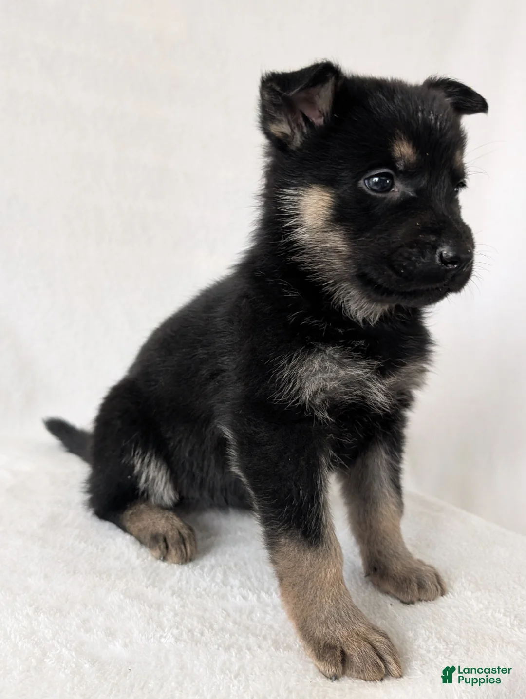 German Shepherd dogs for sale: Sara - Ad 11