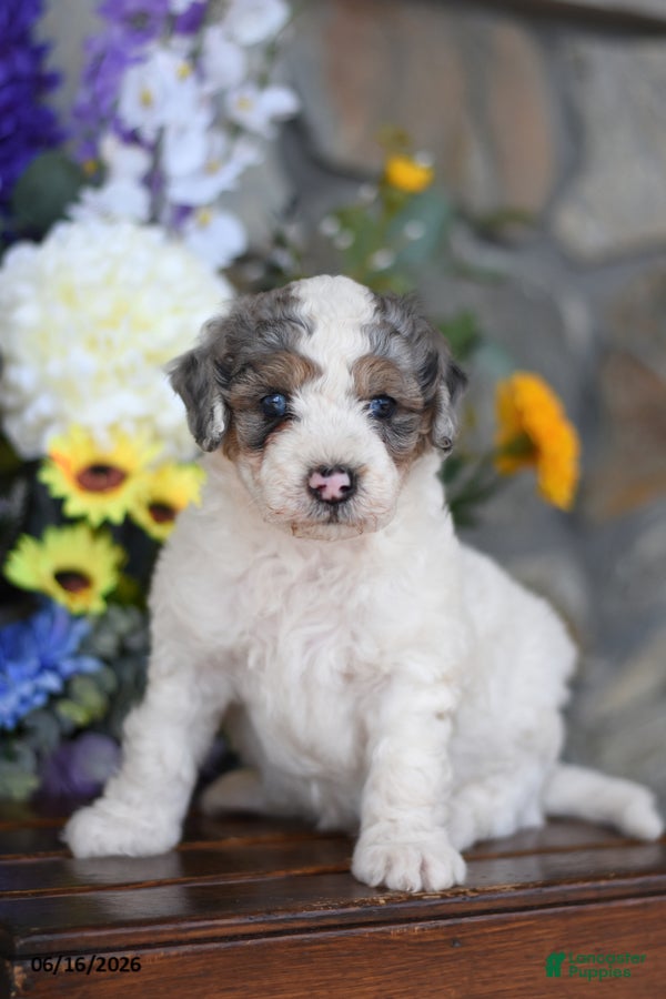 Mini Goldendoodle dogs Atlas - Ad 1