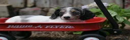 Miniature Dachshund dogs for sale: Stella - Ad 5