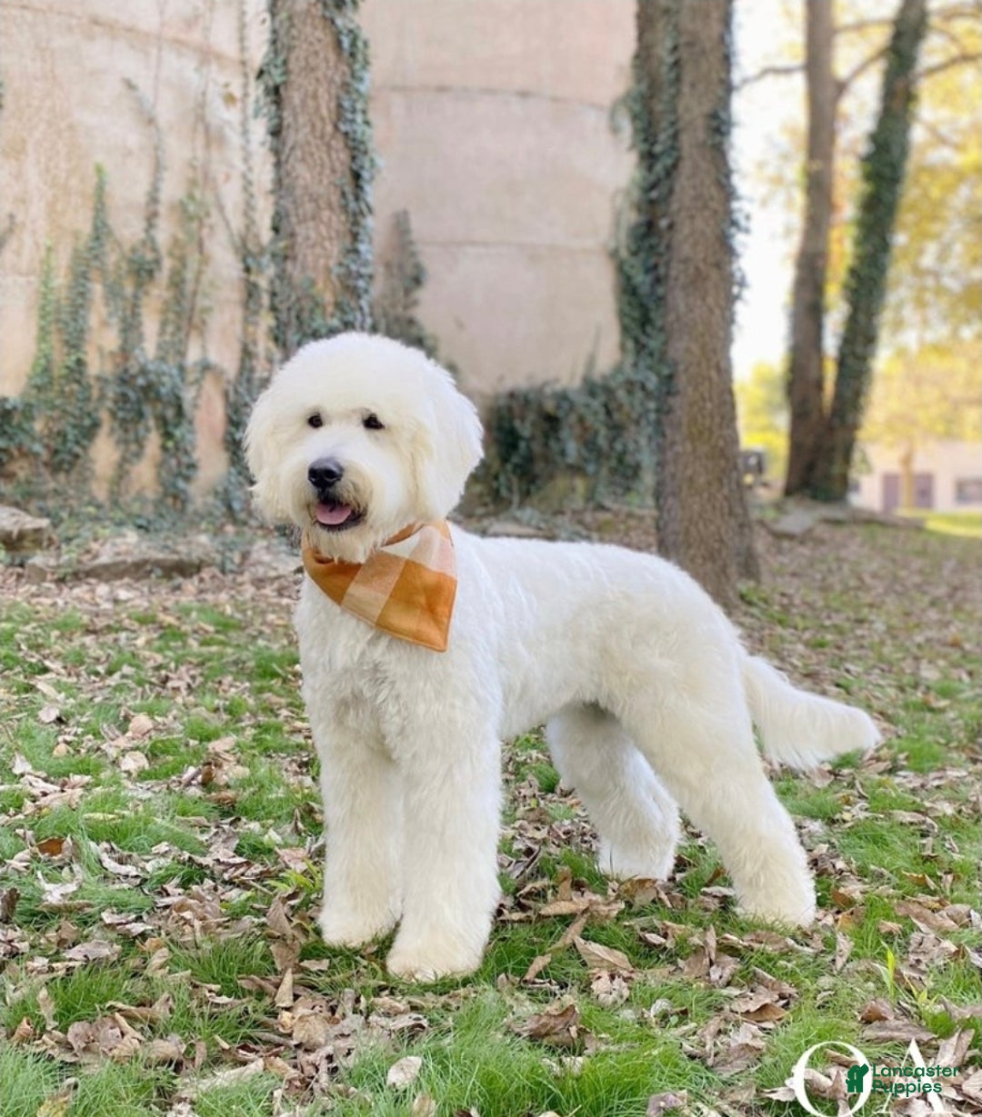 Goldendoodle dogs for sale: Goldendoodle Puppy Collar Pink - Ad 2