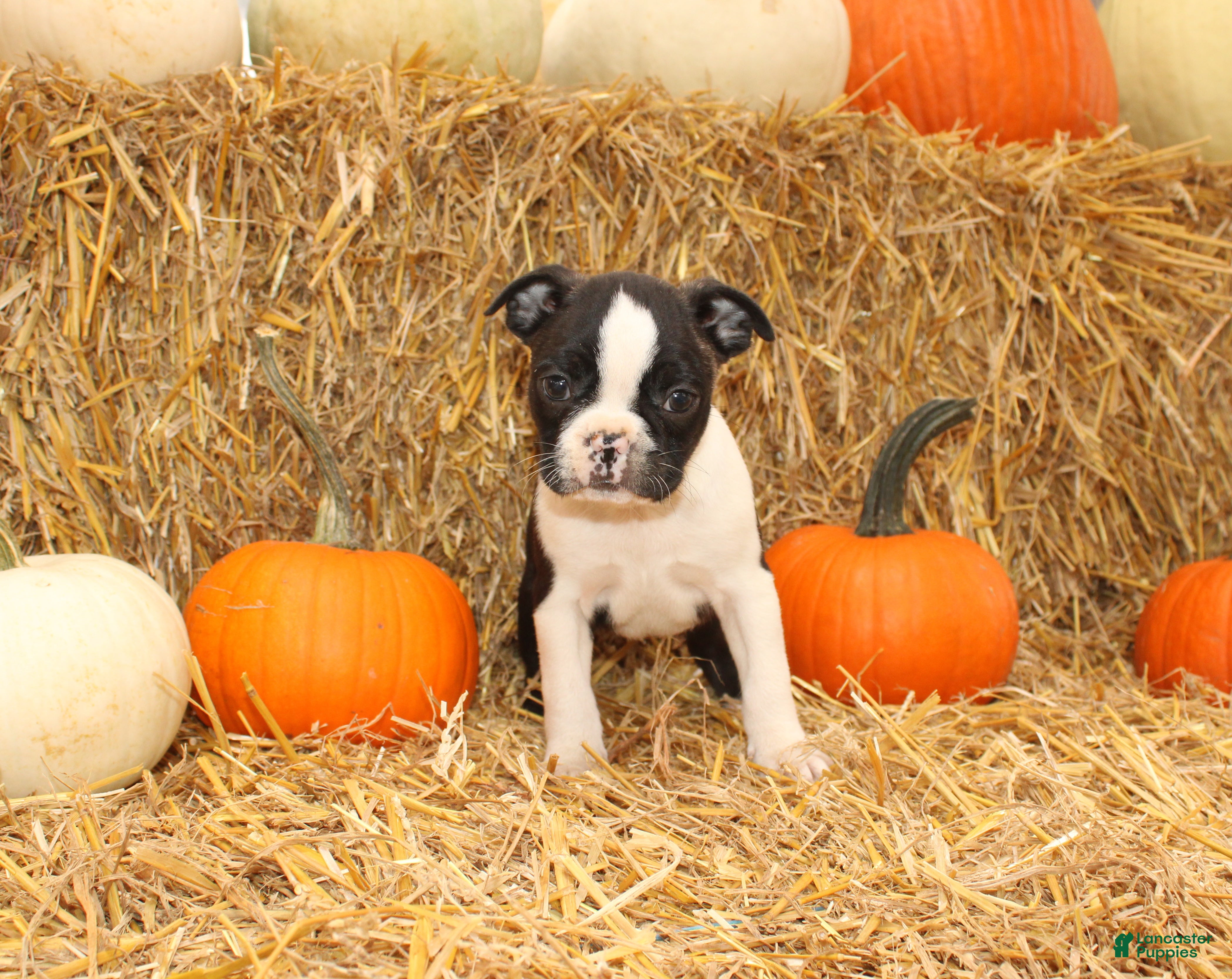 Boston Terrier dogs for sale: Justin - Ad 4