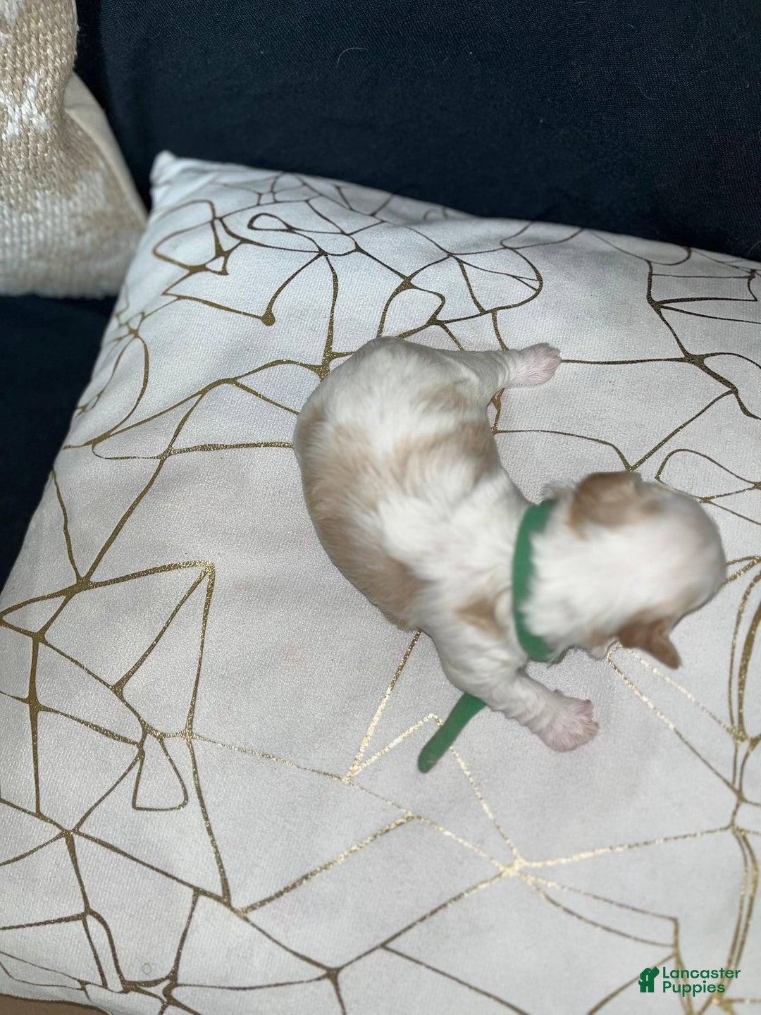 Shih Tzu dogs for sale: Clover - Ad 3