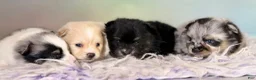 Pomeranian dogs for sale: Tulip - Ad 10