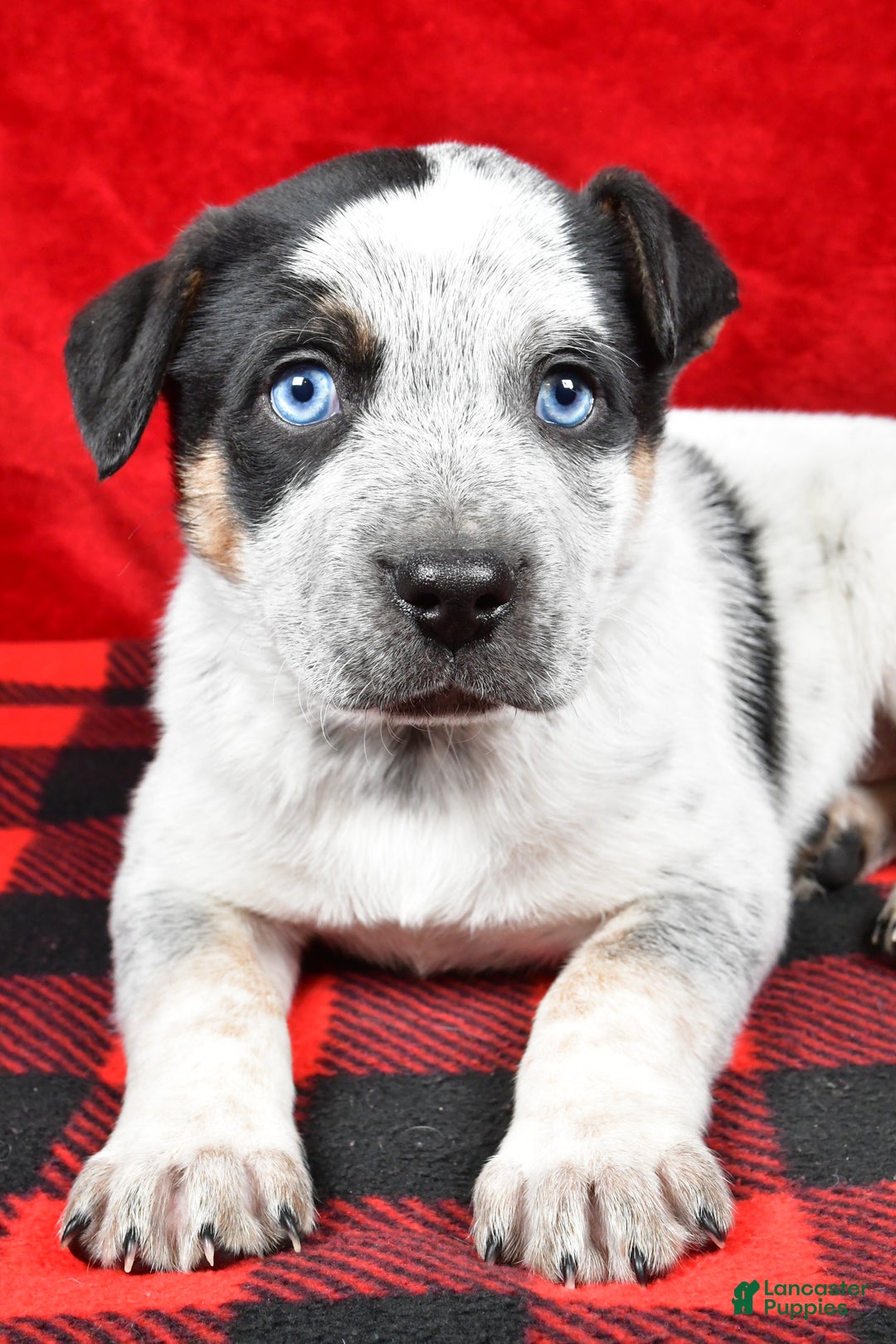 Australian Cattle Dog dogs for sale: Diesel - Ad 4