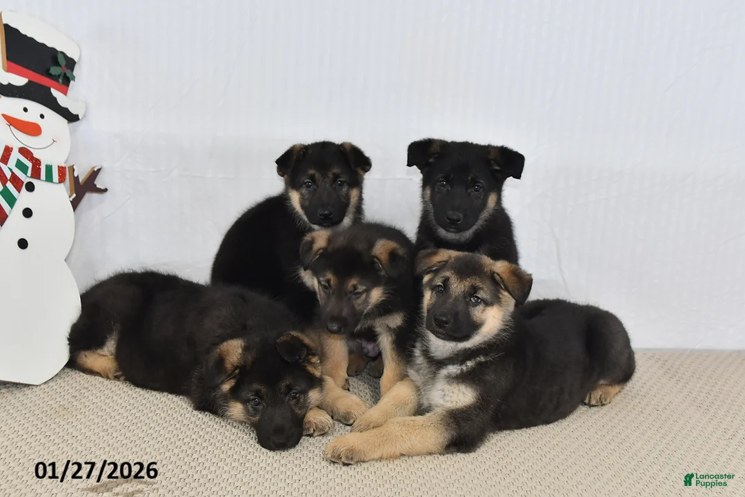 German Shepherd dogs for sale: Jet - Ad 5