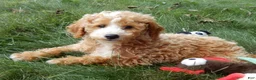 Mini Goldendoodle dogs for sale: Brody - Ad 3