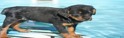 Rottweiler dogs for sale: Rottweiler litter of 5 puppies - Ad 17