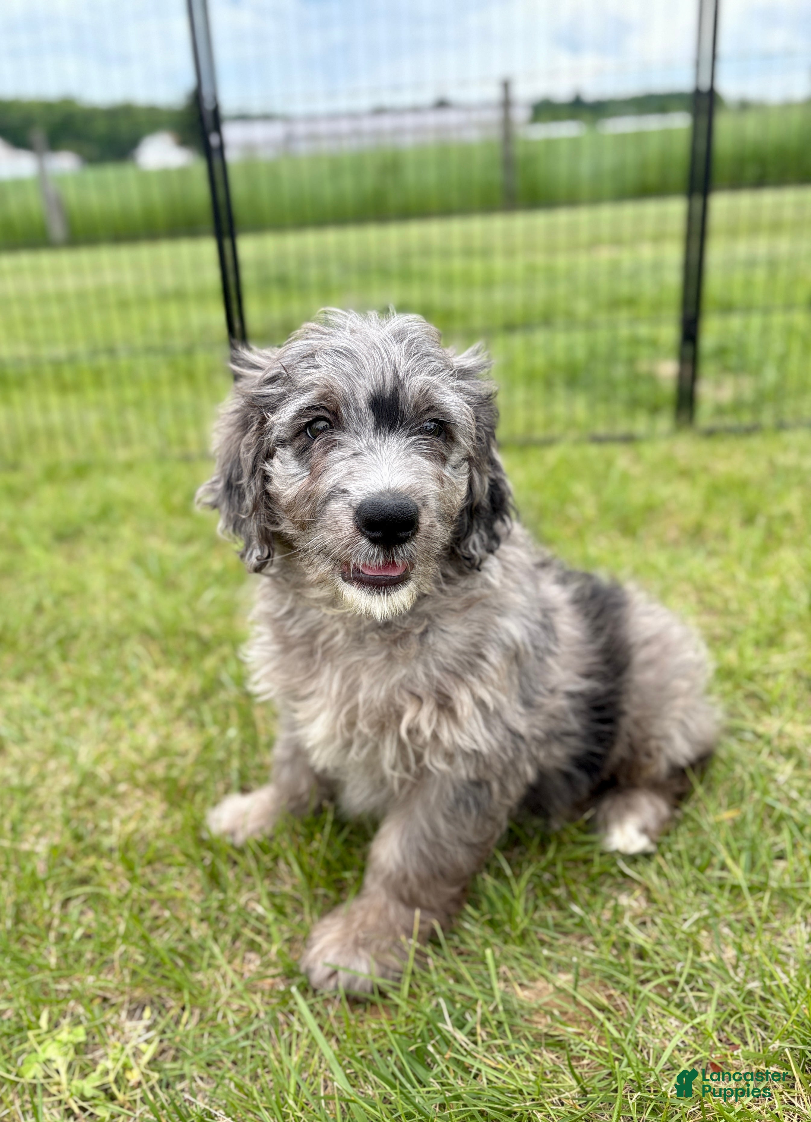 Mini Goldendoodle dogs Griffin - Ad 1