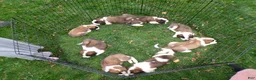 Saint Bernard dogs for sale: Lucy - Ad 5