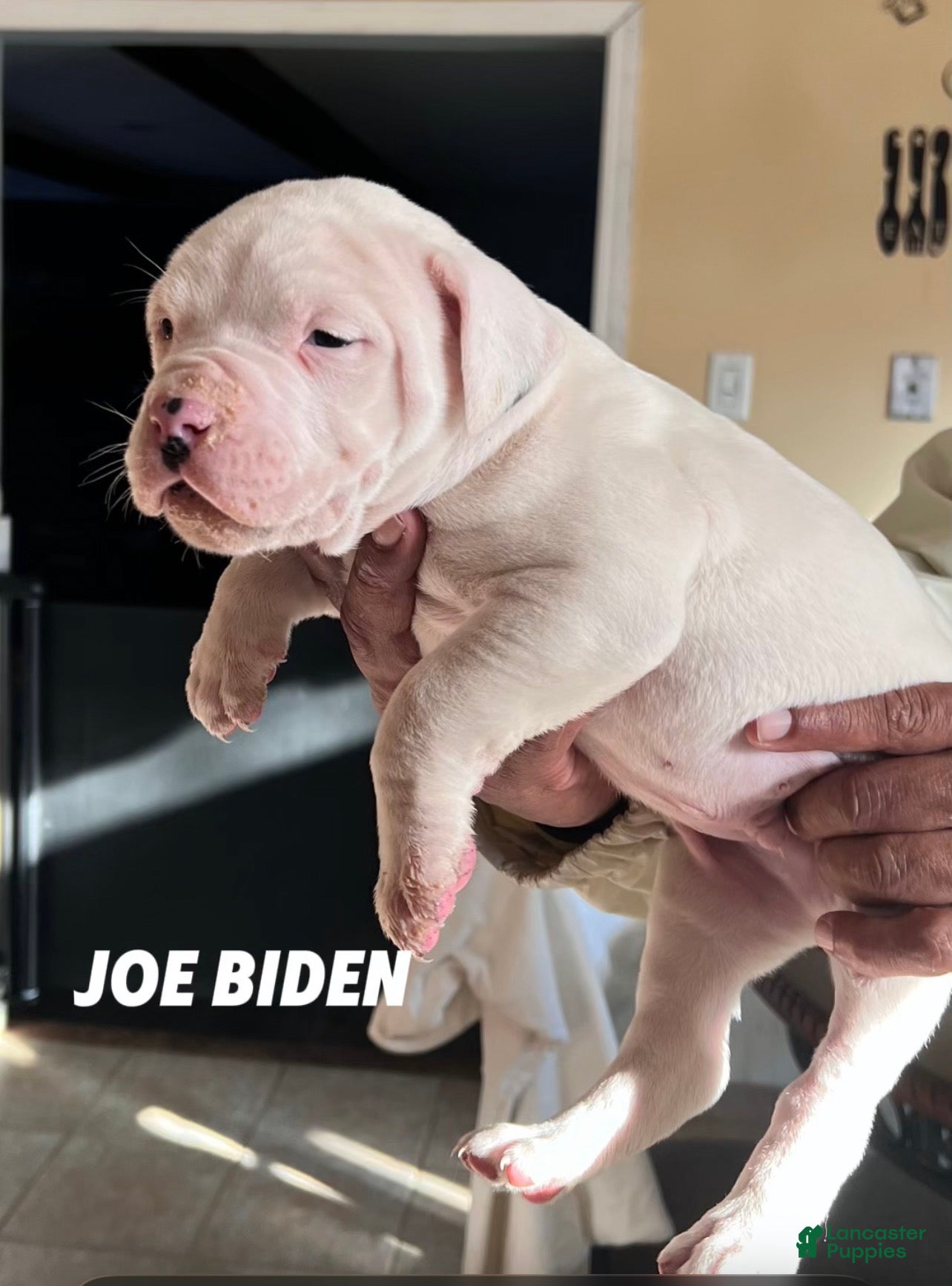 Mixed Breed dogs Joe Biden - Ad 1
