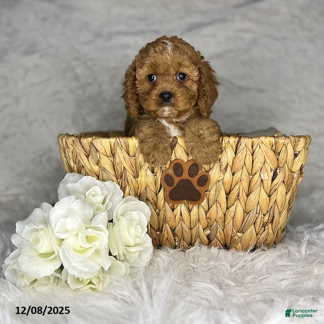 Cavapoo dogs for sale: Eva - Ad 2