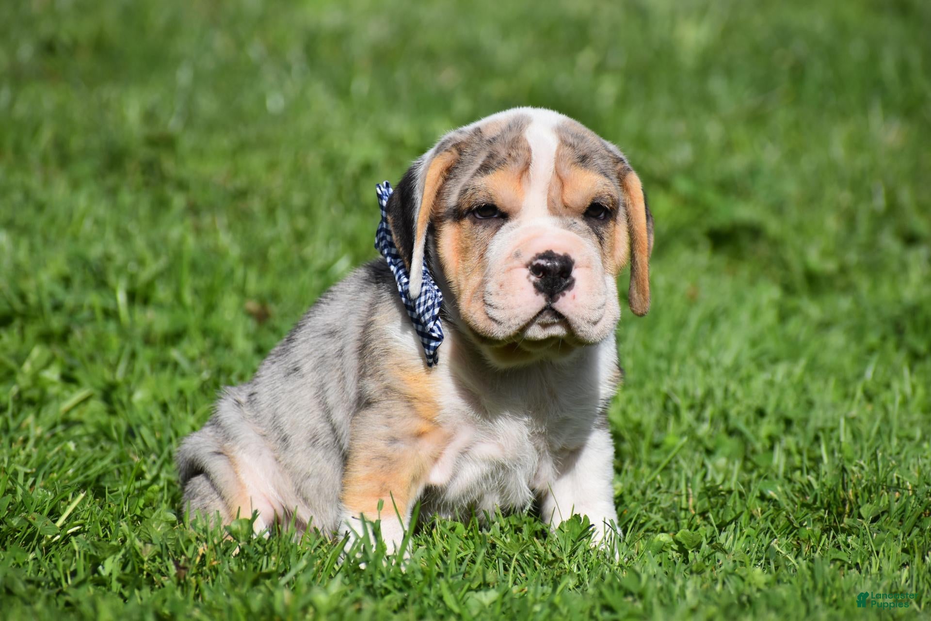 Beabull dogs Hunter - Ad 2