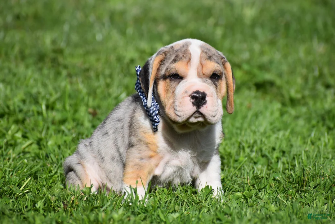 Beabull dogs for sale: Hunter - Ad 2