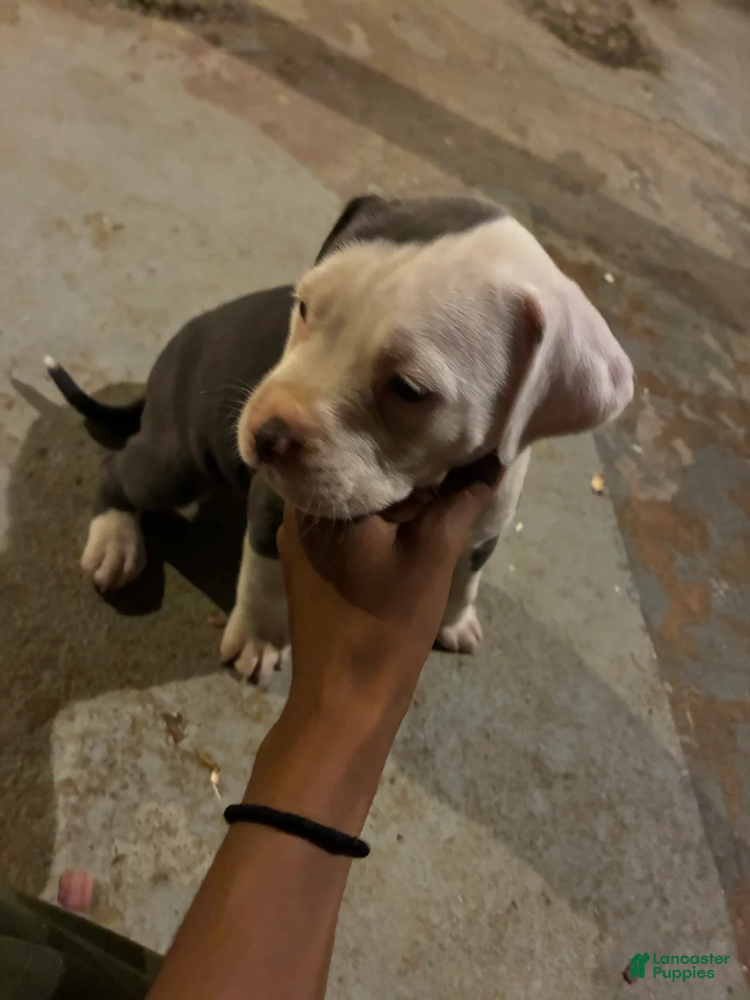 American Pit Bull Terrier dogs for sale: Baby - Ad 2
