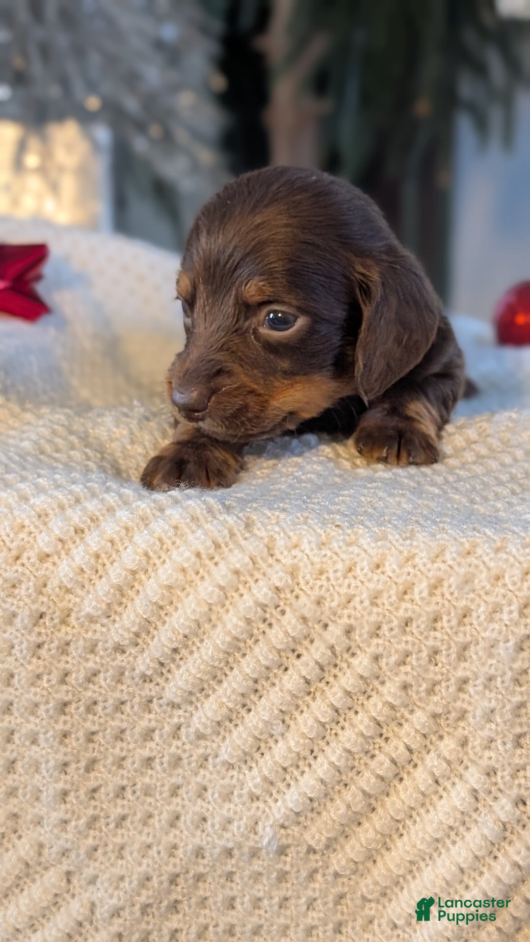 Miniature Dachshund dogs for sale: Falcon - Ad 10