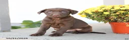 Labrador Retriever dogs for sale: Leeland - Ad 2