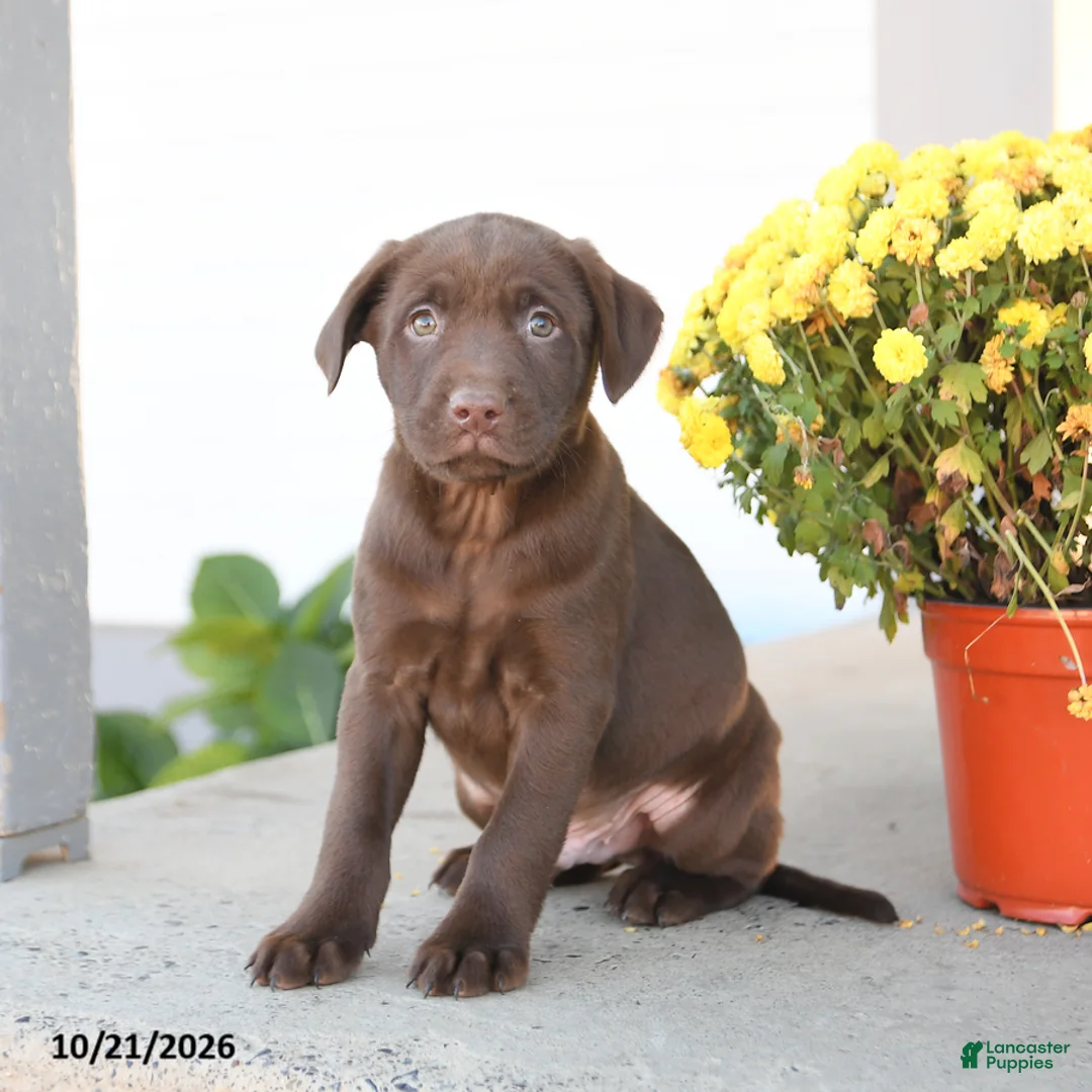 Labrador Retriever dogs for sale: Leeland - Ad 2
