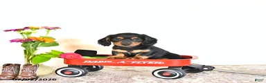 Clyde