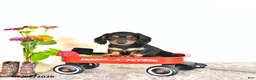 Miniature Dachshund dogs for sale: Clyde - Ad 1