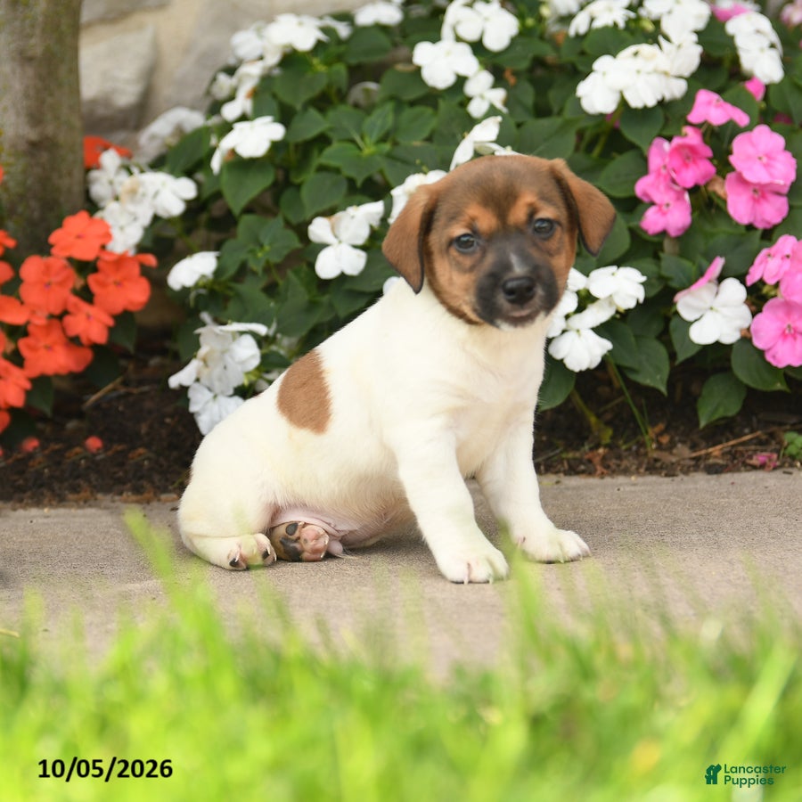 Jack Russell Terrier dogs Sparkle - Ad 2