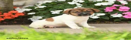 Jack Russell Terrier dogs for sale: Sparkle - Ad 2