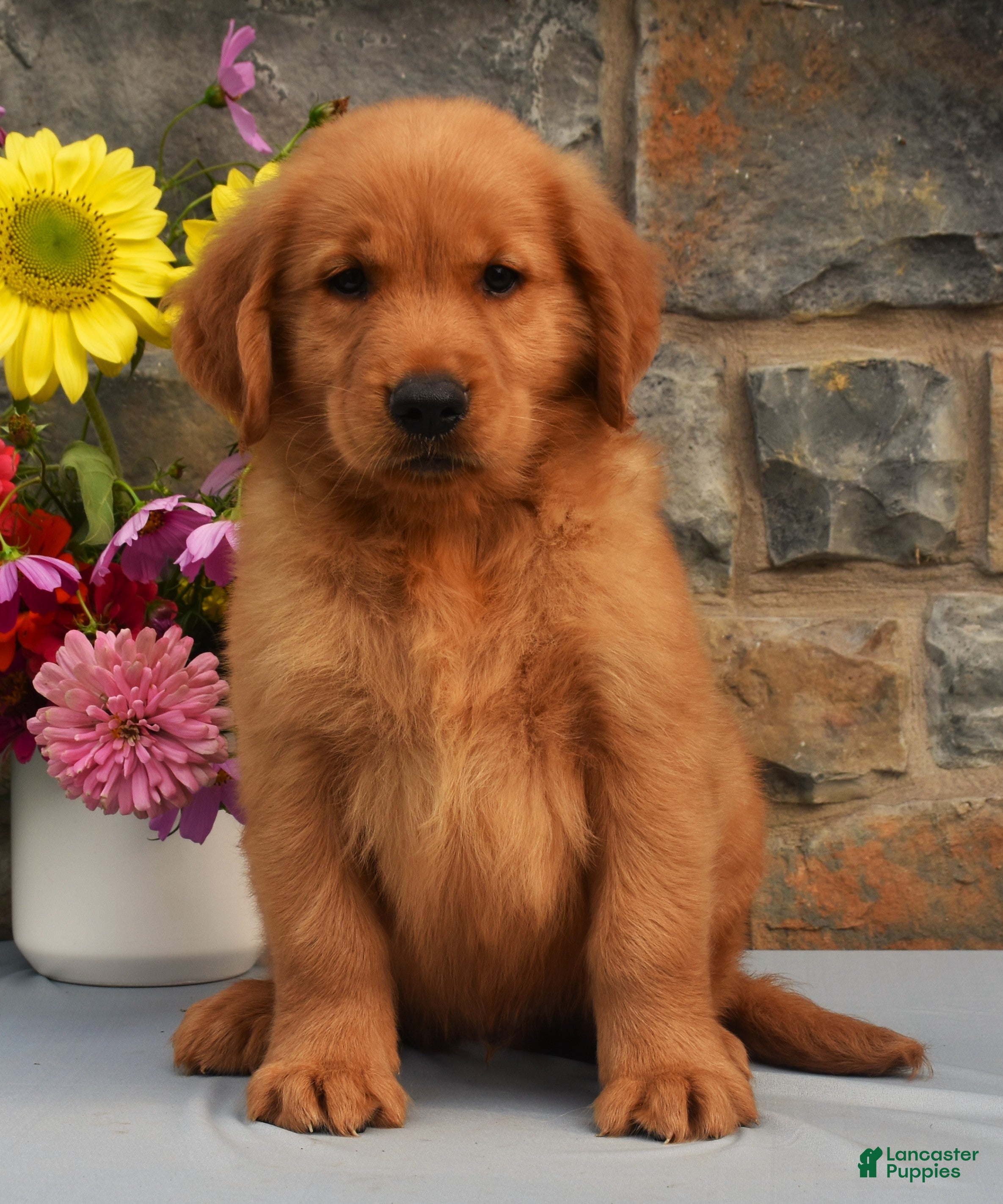Golden Retriever dogs Cooper - Ad 2