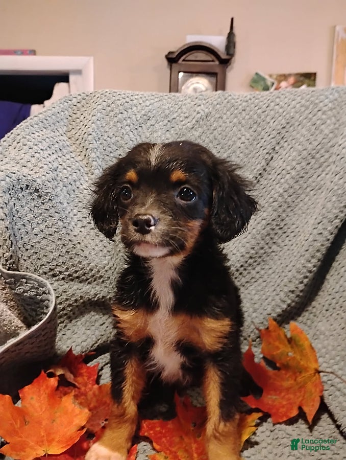 Mixed Breed dogs for sale: Bradley - Ad 42
