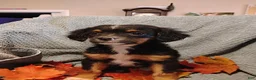 Mixed Breed dogs for sale: Bradley - Ad 1