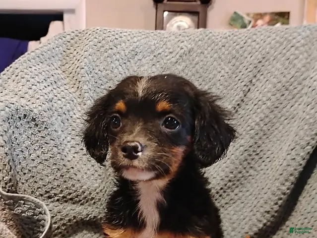 Mixed Breed dogs for sale: Bradley - Ad 42