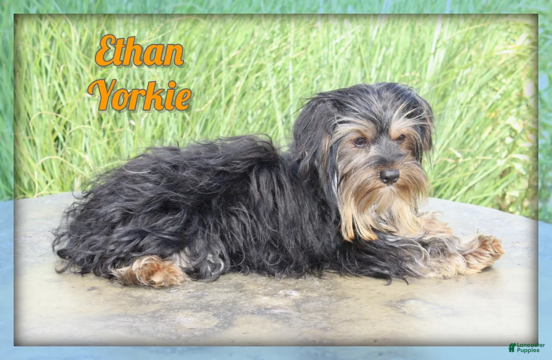 Yorkshire Terrier dogs for sale: Ethan - Ad 1