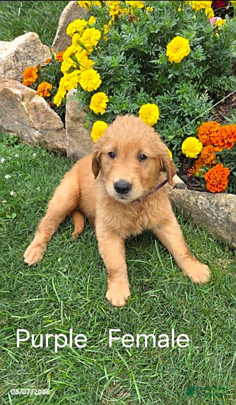 Golden Retriever dogs Opal - Ad 39