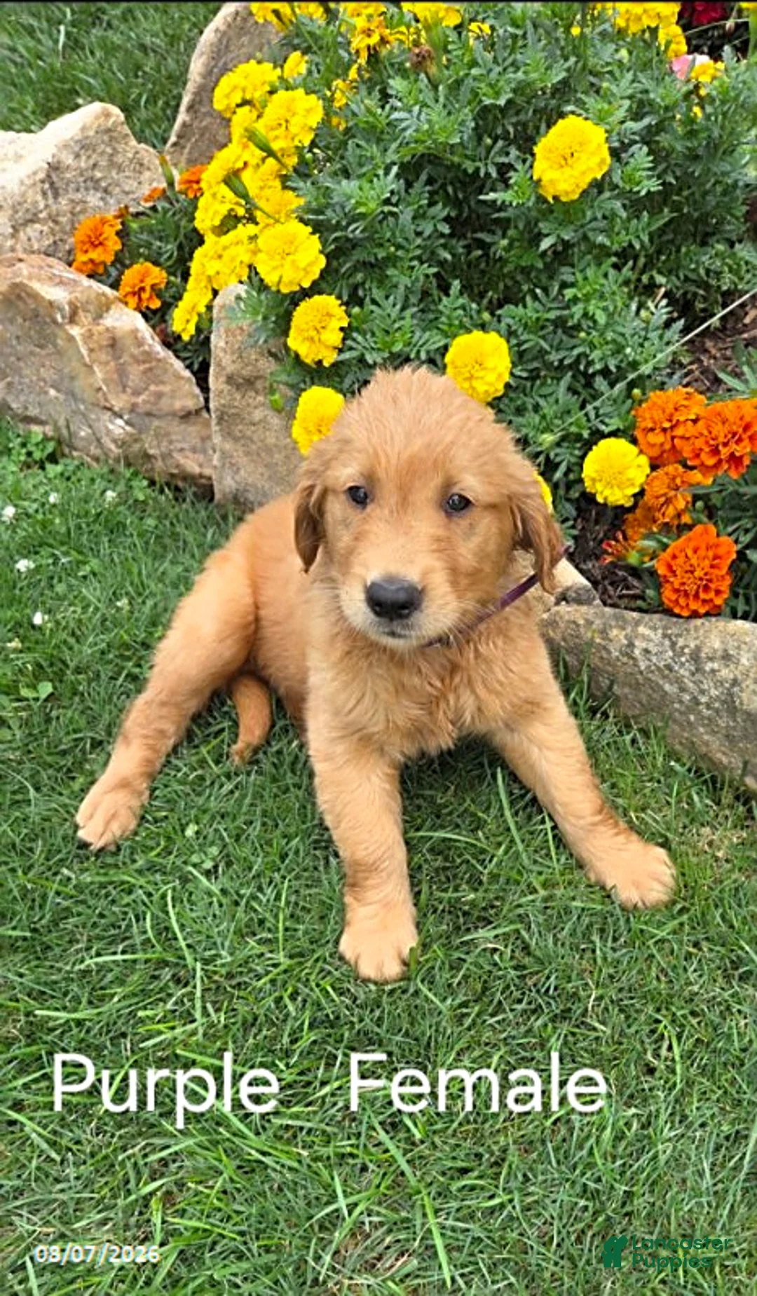 Golden Retriever dogs for sale: Opal - Ad 1
