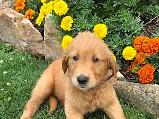 Golden Retriever dogs Opal - Ad 39