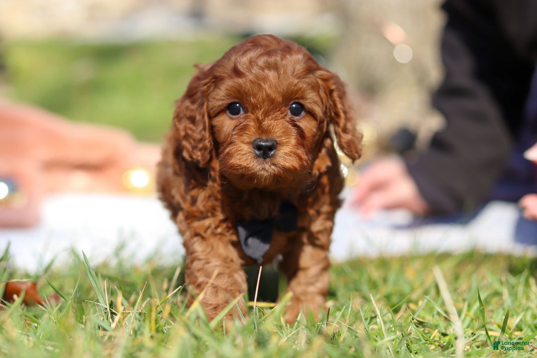 Cavapoo dogs for sale: Tucker - Ad 6
